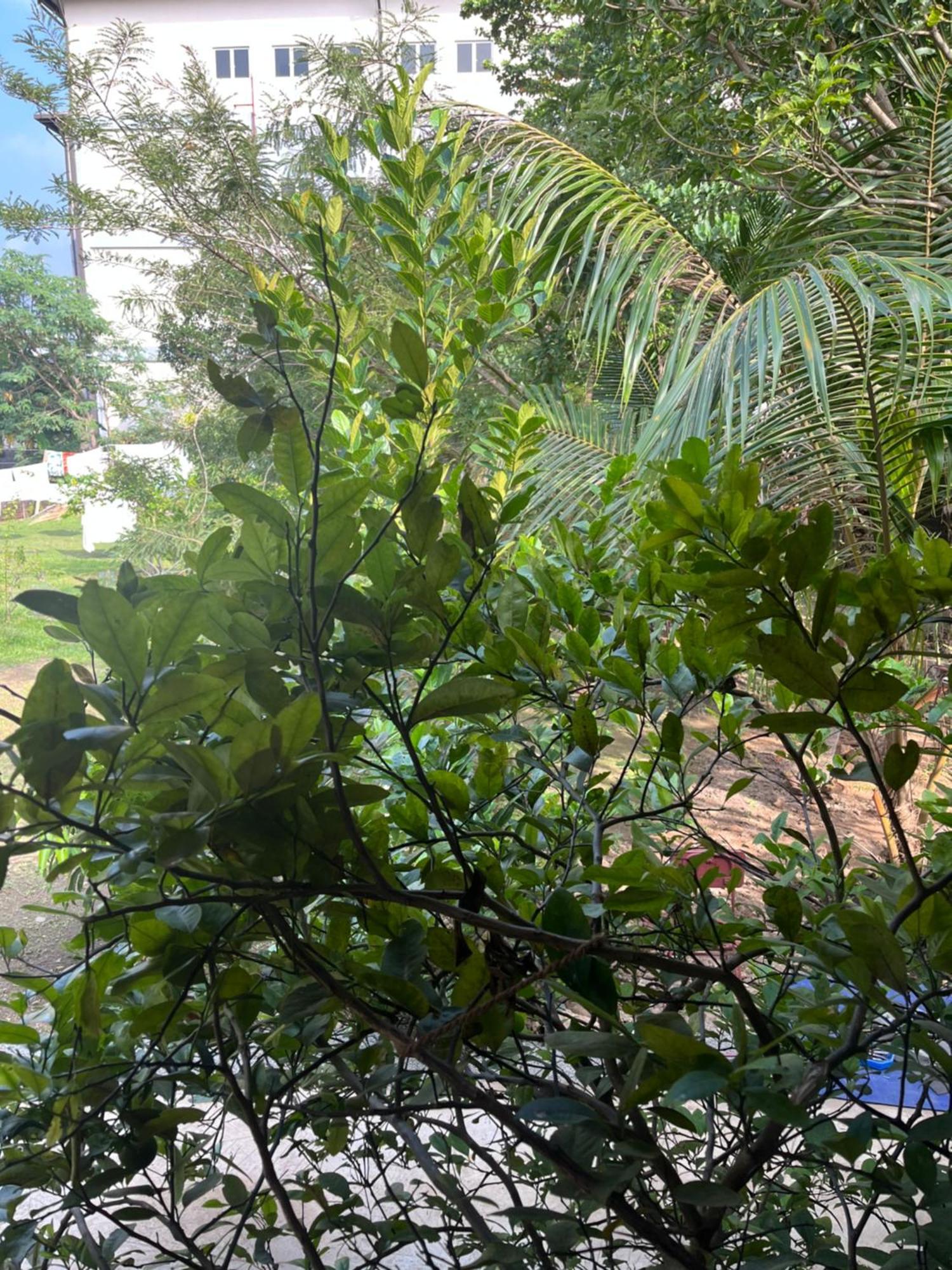 Tanty'S Hostel Galle Buitenkant foto